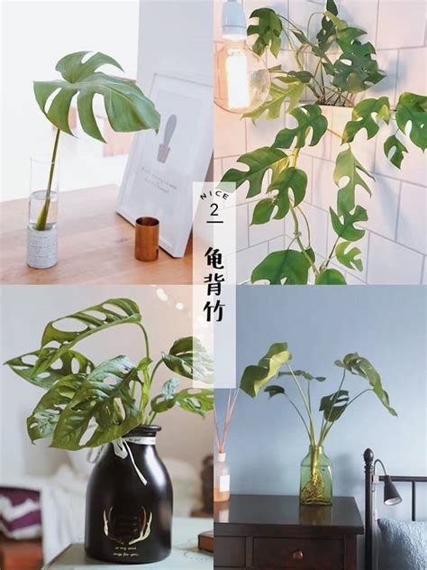 家居水種植物|【水種】不可錯過的9大水培室內植物 